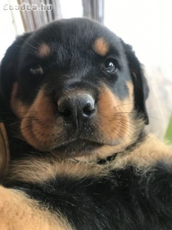 Rottweiler kölykök