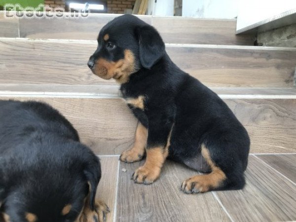 Rottweiler kölykök