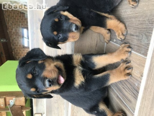 Rottweiler kölykök