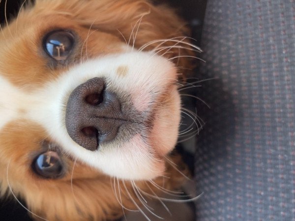 Cavalier King Charles Spániel