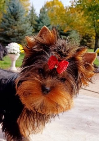 Yorkshire terrier