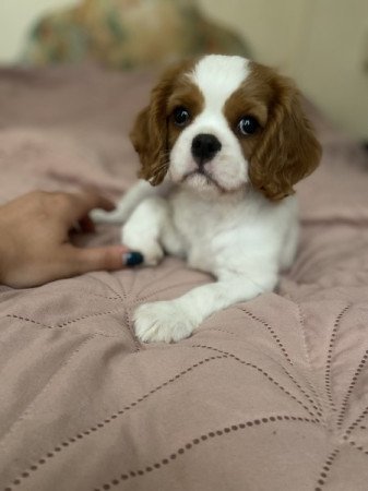 Cavalier King Charles Spániel