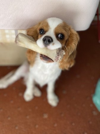 Cavalier King Charles Spániel