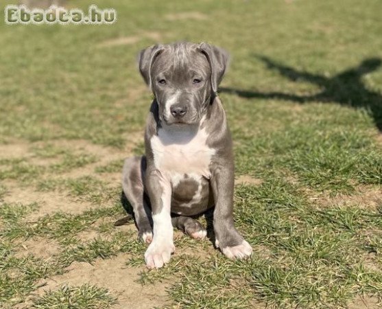 ABKC American Bully XL kék színű kislány!