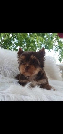 Yorkshire terrier