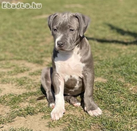 ABKC American Bully XL kék színű kislány!