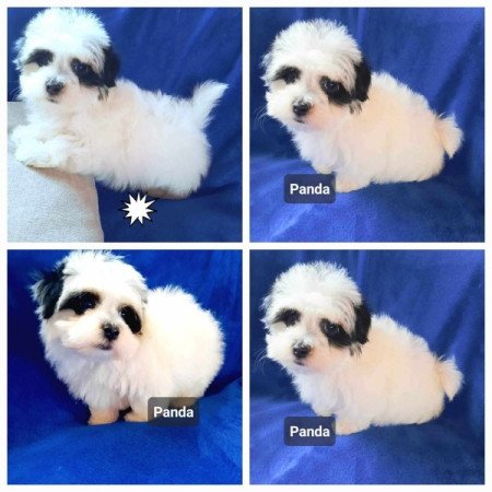 Bichon havanese