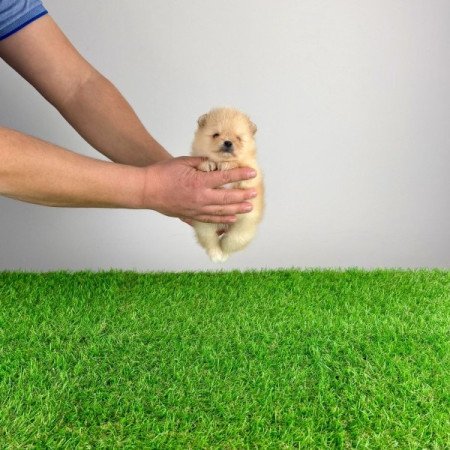 Pomerániai törpespitz