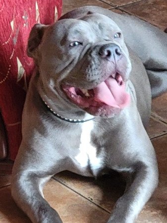 American bully