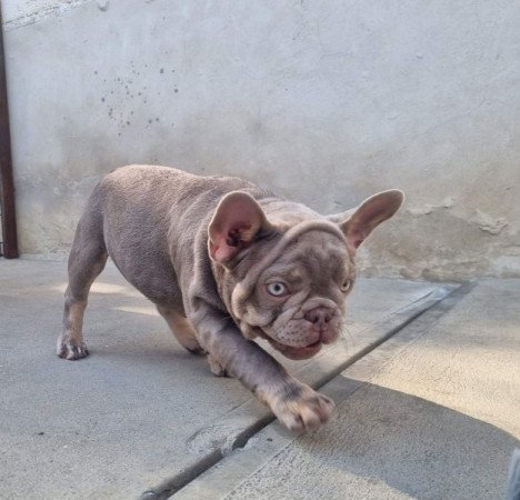 Francia bulldog