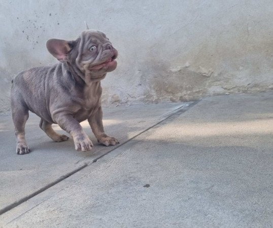 Francia bulldog