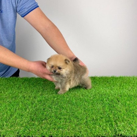 Pomerániai törpespitz