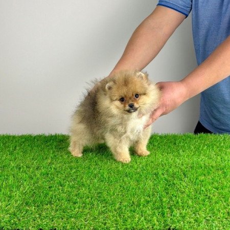 Pomerániai törpespitz