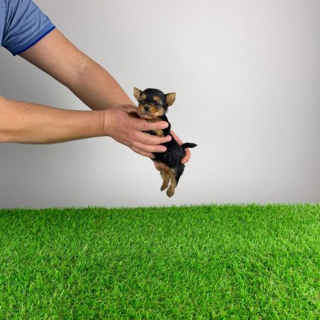 Törzskönyves Yorkshire terrier Yorki kiskutya