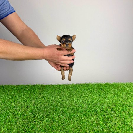 Törzskönyves Yorkshire terrier Yorki kiskutya