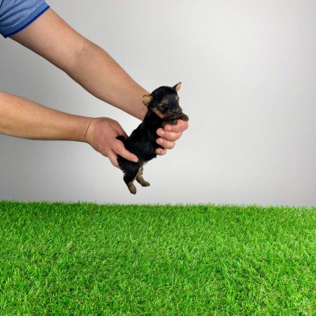 Törzskönyves Yorkshire terrier Yorki kiskutya