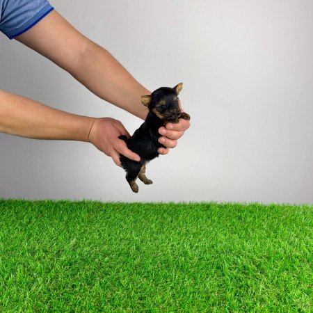 Törzskönyves Yorkshire terrier Yorki kiskutya