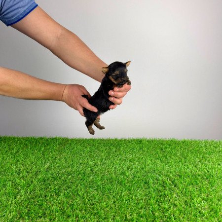 Törzskönyves Yorkshire terrier Yorki kiskutya