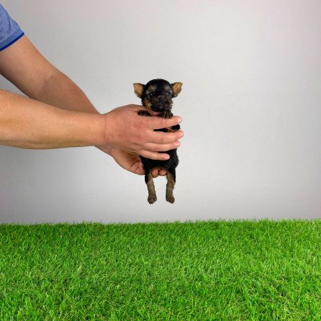 Törzskönyves Yorkshire terrier Yorki kiskutya