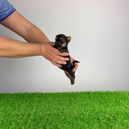 Törzskönyves Yorkshire terrier Yorki kiskutya