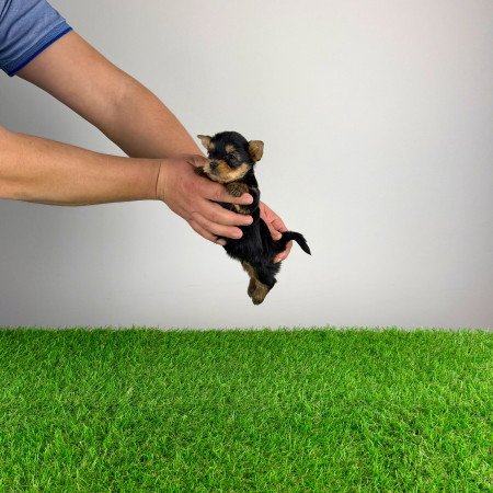 Törzskönyves Yorkshire terrier Yorki kiskutya