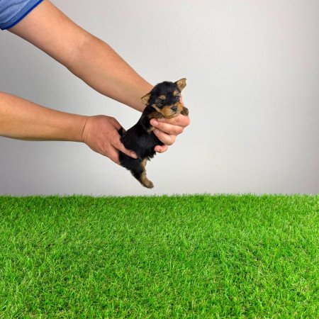 Törzskönyves Yorkshire terrier Yorki kiskutya