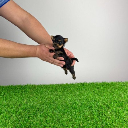 Törzskönyves Yorkshire terrier Yorki kiskutya