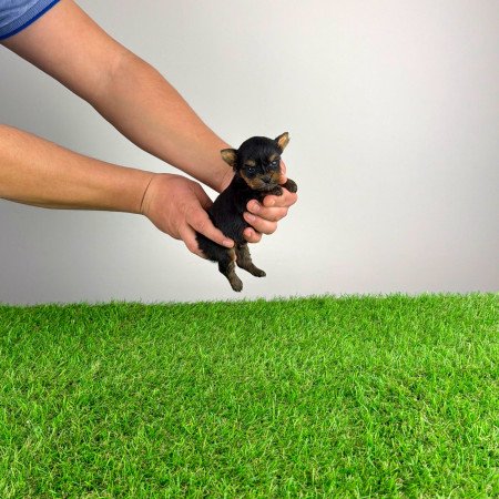 Törzskönyves Yorkshire terrier Yorki kiskutya