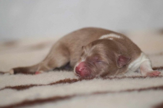 Border Collie