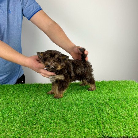 Törzskönyves Yorkshire terrier csoki Yorki kiskutya