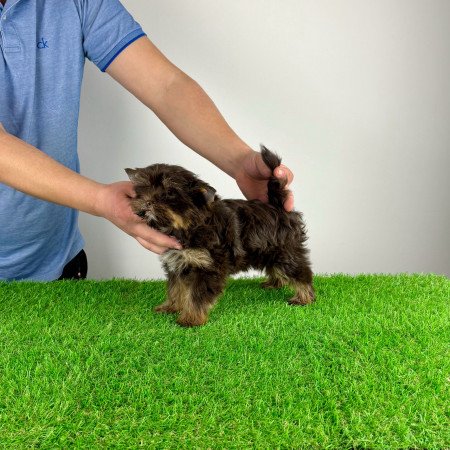 Törzskönyves Yorkshire terrier csoki Yorki kiskutya