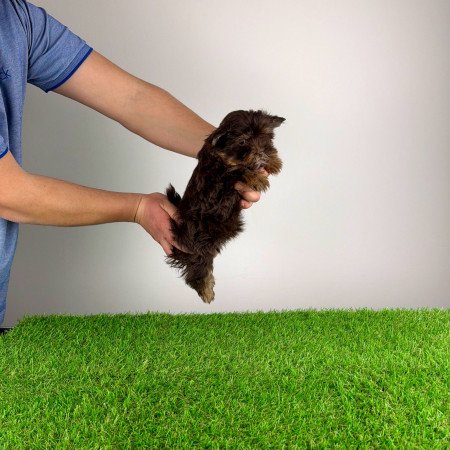 Törzskönyves Yorkshire terrier csoki Yorki kiskutya