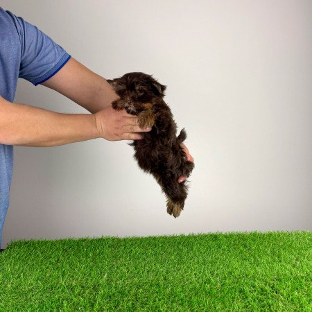 Törzskönyves Yorkshire terrier csoki Yorki kiskutya