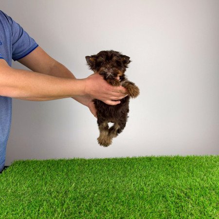 Törzskönyves Yorkshire terrier csoki Yorki kiskutya