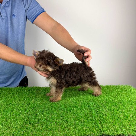 Törzskönyves Yorkshire terrier csoki Yorki kiskutya