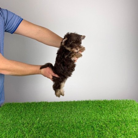 Törzskönyves Yorkshire terrier csoki Yorki kiskutya