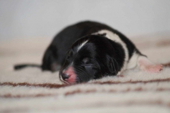 Border Collie