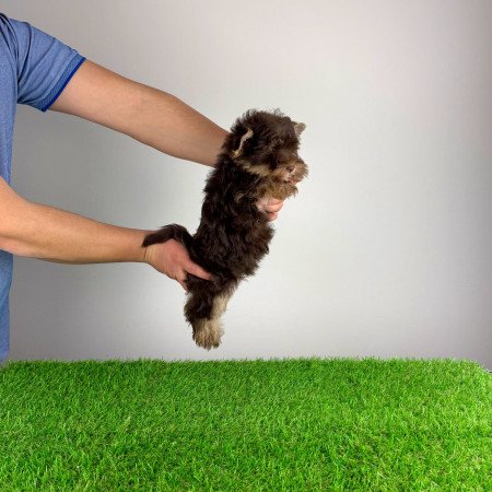 Törzskönyves Yorkshire terrier csoki Yorki kiskutya