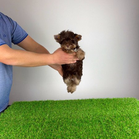 Törzskönyves Yorkshire terrier csoki Yorki kiskutya