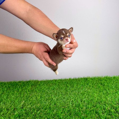 Törzskönyves Csivava kiskutya