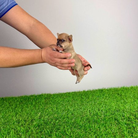 Törzskönyves Csivava kiskutya