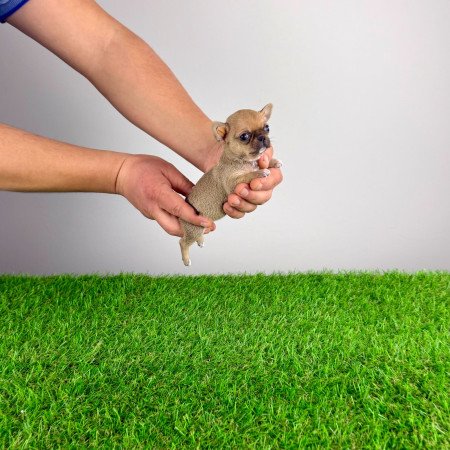 Törzskönyves Csivava kiskutya