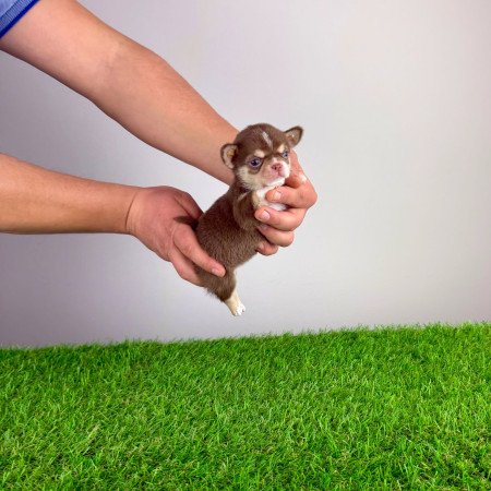 Törzskönyves Csivava kiskutya