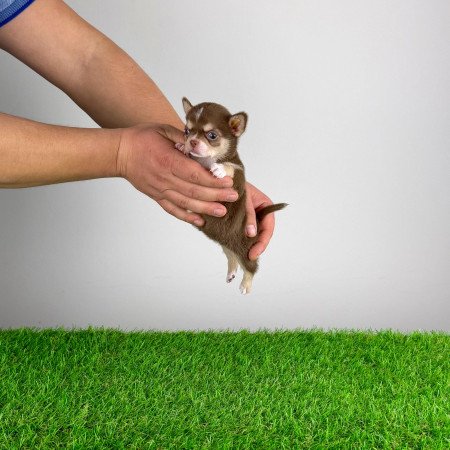 Törzskönyves Csivava kiskutya