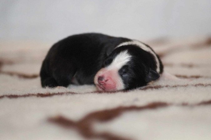 Border Collie