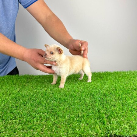 Törzskönyves Csivava kiskutya