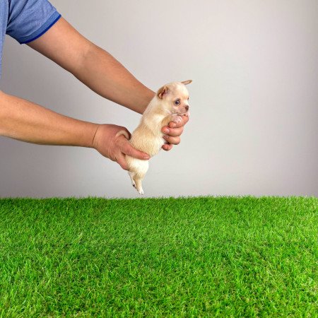 Törzskönyves Csivava kiskutya