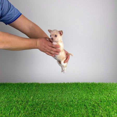 Törzskönyves Csivava kiskutya