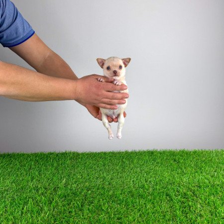 Törzskönyves Csivava kiskutya