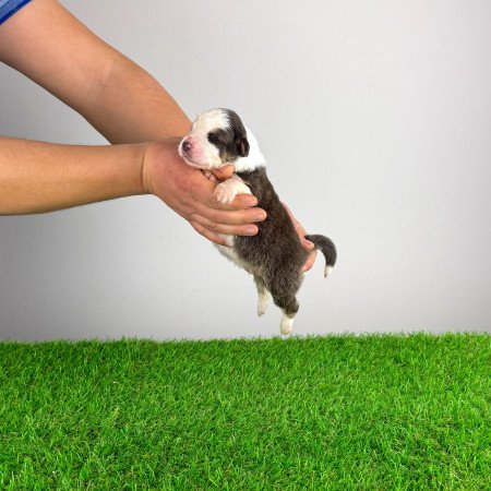 Törzskönyves Ausztrál juhászkutya kiskutya